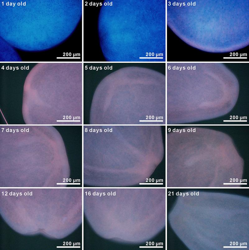 https://cdn.ncbi.nlm.nih.gov/pmc/blobs/5e05/8168901/5d4817b4e5be/pone.0252514.g005.jpg