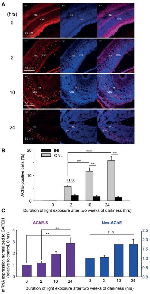 https://cdn.ncbi.nlm.nih.gov/pmc/blobs/5e09/5897425/1f46725899c4/fnmol-11-00088-g0006.jpg