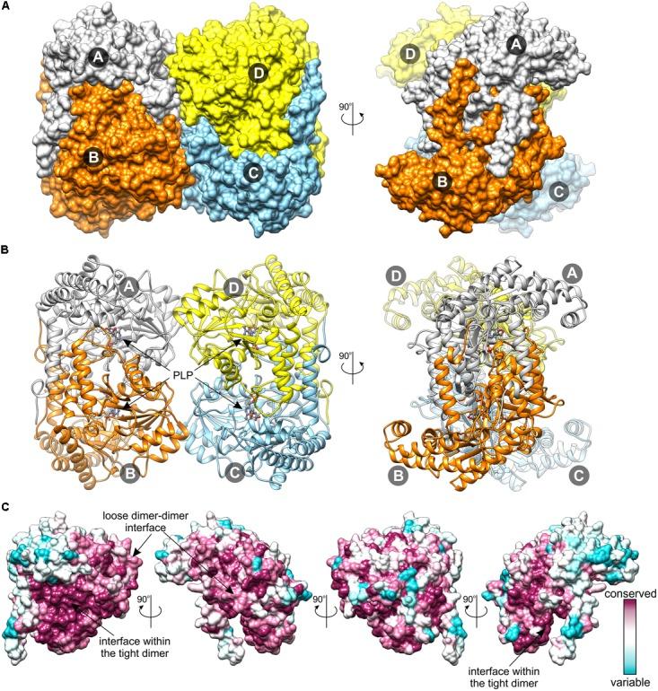 https://cdn.ncbi.nlm.nih.gov/pmc/blobs/5e0c/5958214/9aa0b93e5a42/fpls-09-00584-g003.jpg