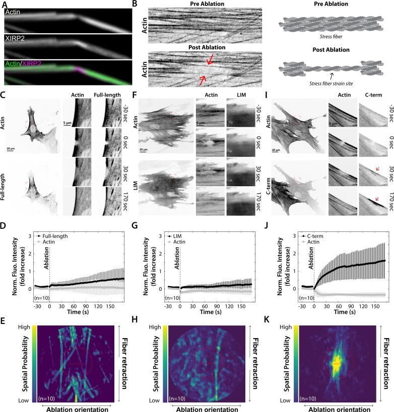 https://cdn.ncbi.nlm.nih.gov/pmc/blobs/5e0d/10259482/bae8fa8bb17d/elife-72681-fig7.jpg