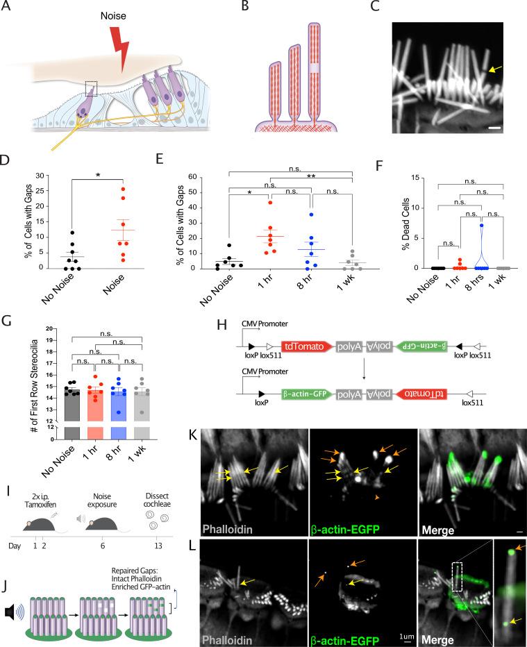 https://cdn.ncbi.nlm.nih.gov/pmc/blobs/5e0d/10259482/bc4b7a7582ac/elife-72681-fig1.jpg