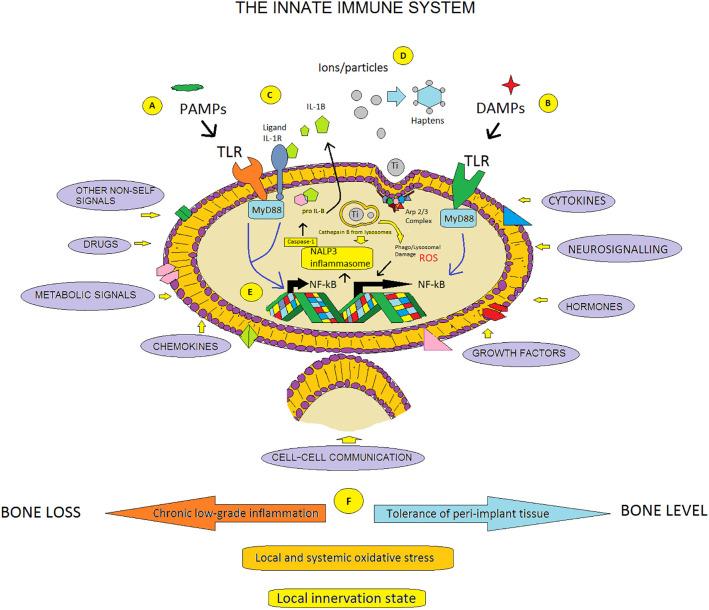 https://cdn.ncbi.nlm.nih.gov/pmc/blobs/5e16/9902598/2d60cd8e142d/fimmu-13-1056914-g006.jpg