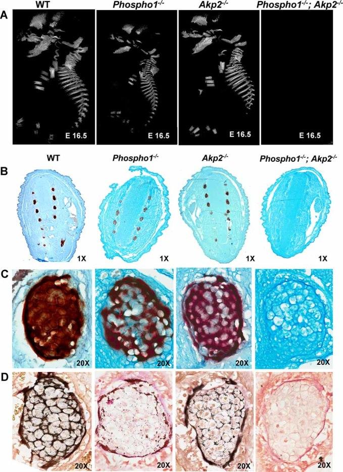 https://cdn.ncbi.nlm.nih.gov/pmc/blobs/5e19/3179344/55475d9b3201/jbmr0026-0286-f7.jpg