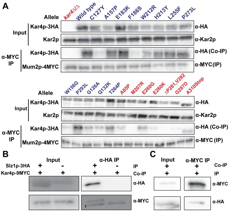 https://cdn.ncbi.nlm.nih.gov/pmc/blobs/5e1f/10470960/ac1dcc696d3b/pgen.1010896.g005.jpg