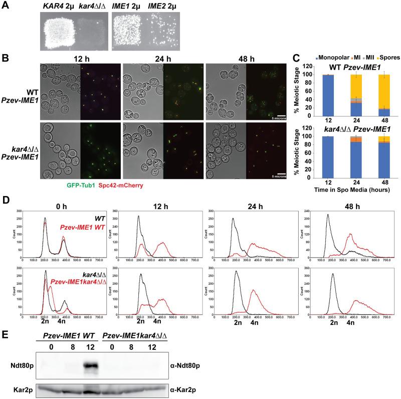 https://cdn.ncbi.nlm.nih.gov/pmc/blobs/5e1f/10470960/f1664fab7cfd/pgen.1010896.g006.jpg