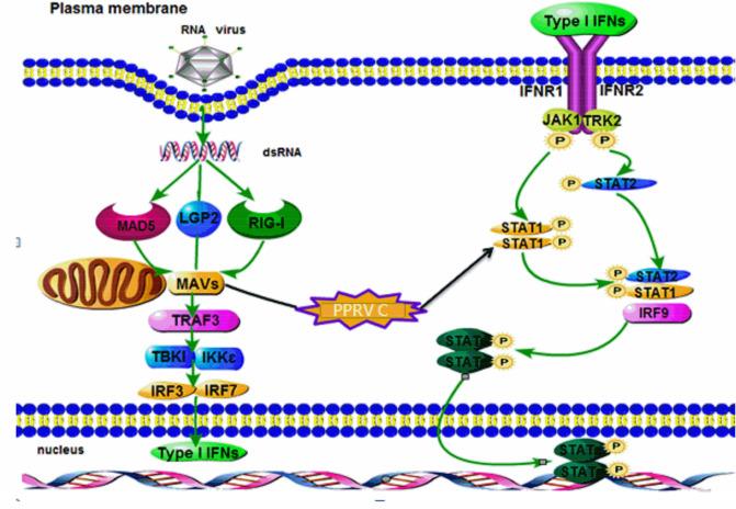 https://cdn.ncbi.nlm.nih.gov/pmc/blobs/5e21/7870622/f00e5ac808fa/11262_2020_1811_Fig7_HTML.jpg