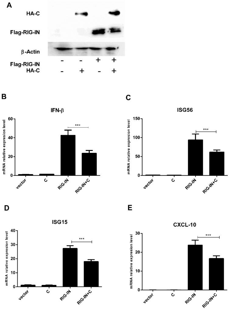 https://cdn.ncbi.nlm.nih.gov/pmc/blobs/5e21/7870622/f91f13463e15/11262_2020_1811_Fig1_HTML.jpg