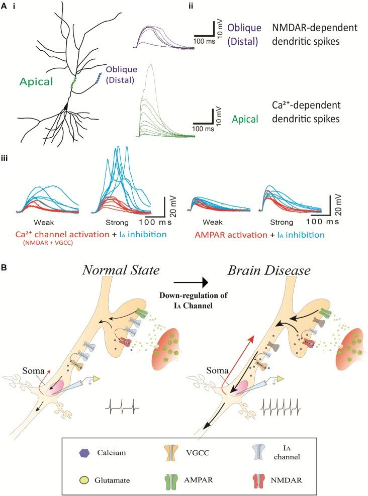 https://cdn.ncbi.nlm.nih.gov/pmc/blobs/5e22/6585177/c7d83a0c8c1c/fncel-13-00265-g002.jpg