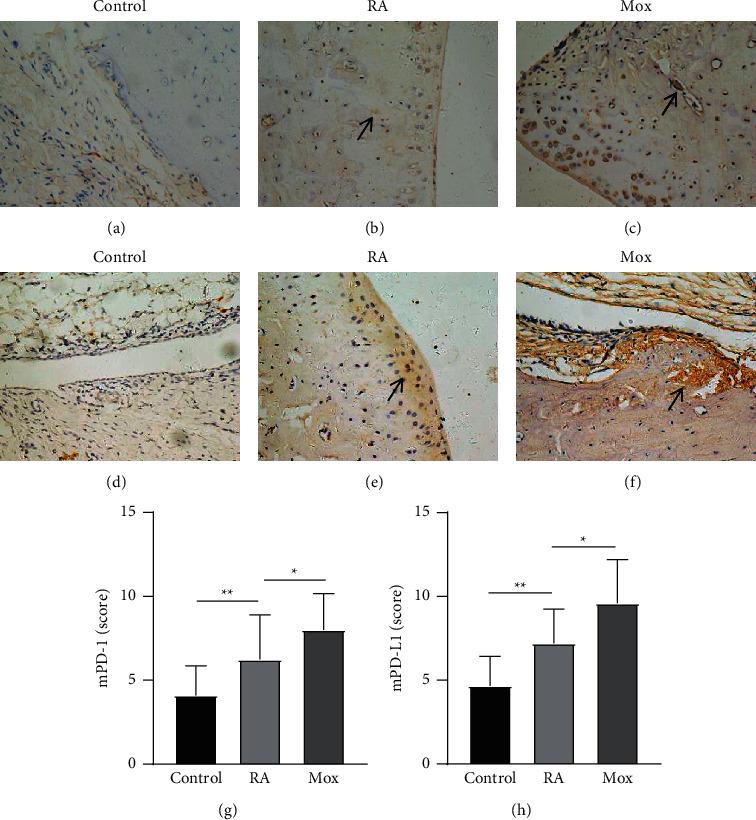 https://cdn.ncbi.nlm.nih.gov/pmc/blobs/5e24/11407876/ecd5bb730cf4/ECAM2021-6658946.003.jpg