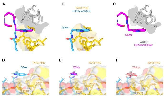 https://cdn.ncbi.nlm.nih.gov/pmc/blobs/5e25/12238850/72677670511d/gkaf612fig6.jpg
