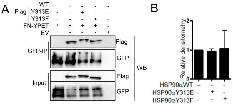 https://cdn.ncbi.nlm.nih.gov/pmc/blobs/5e25/7072298/0f1abf647665/cells-09-00272-g008.jpg