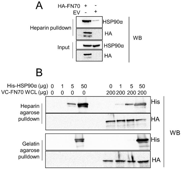 https://cdn.ncbi.nlm.nih.gov/pmc/blobs/5e25/7072298/0fecac8951ce/cells-09-00272-g005.jpg