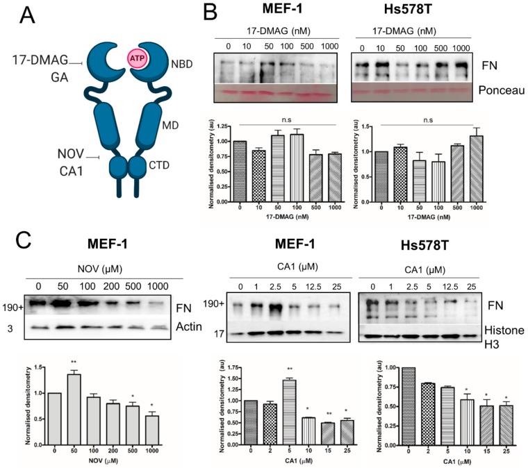 https://cdn.ncbi.nlm.nih.gov/pmc/blobs/5e25/7072298/db563cf17333/cells-09-00272-g011.jpg
