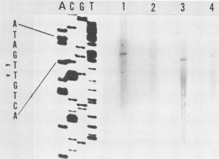 https://cdn.ncbi.nlm.nih.gov/pmc/blobs/5e28/208713/8ae41f51506d/jbacter01046-0469-a.jpg
