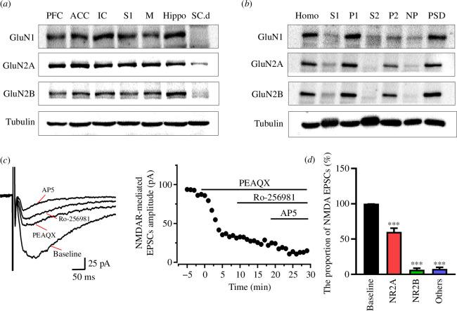 https://cdn.ncbi.nlm.nih.gov/pmc/blobs/5e2a/11343311/3e19e76a7c67/rstb.2023.0240.f003.jpg