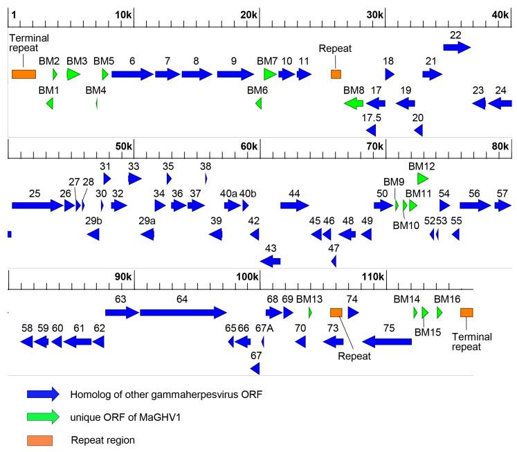 https://cdn.ncbi.nlm.nih.gov/pmc/blobs/5e2c/10303238/10ed63e6c395/viruses-15-01369-g003.jpg