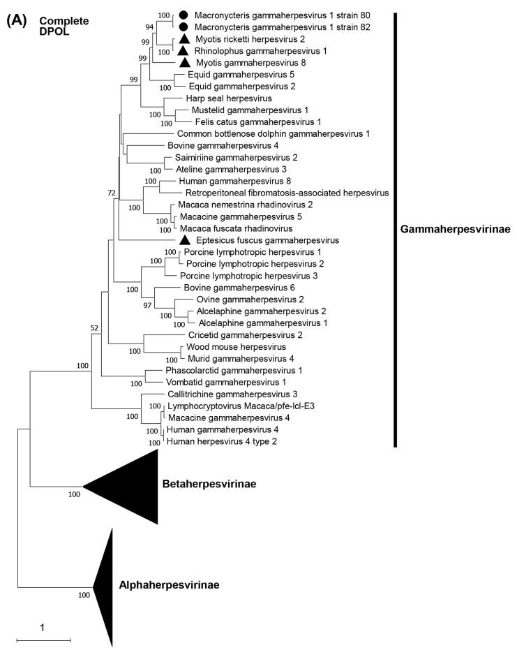 https://cdn.ncbi.nlm.nih.gov/pmc/blobs/5e2c/10303238/a271752a6e97/viruses-15-01369-g004a.jpg