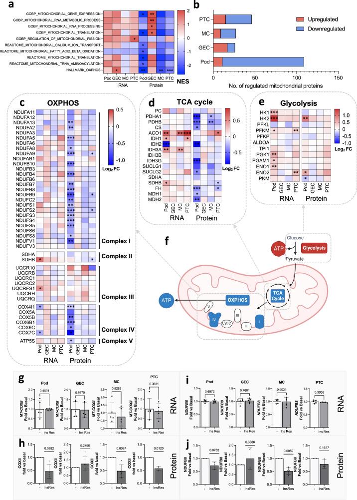 https://cdn.ncbi.nlm.nih.gov/pmc/blobs/5e2d/11576882/a666332015f1/41467_2024_54089_Fig7_HTML.jpg