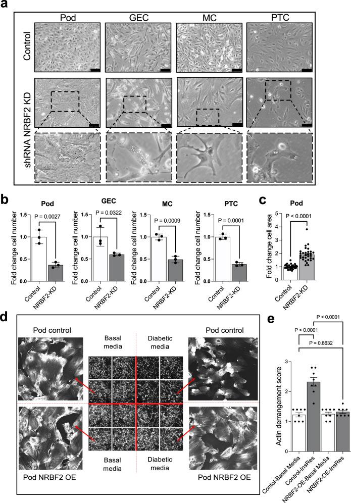 https://cdn.ncbi.nlm.nih.gov/pmc/blobs/5e2d/11576882/f39ea675b18d/41467_2024_54089_Fig4_HTML.jpg