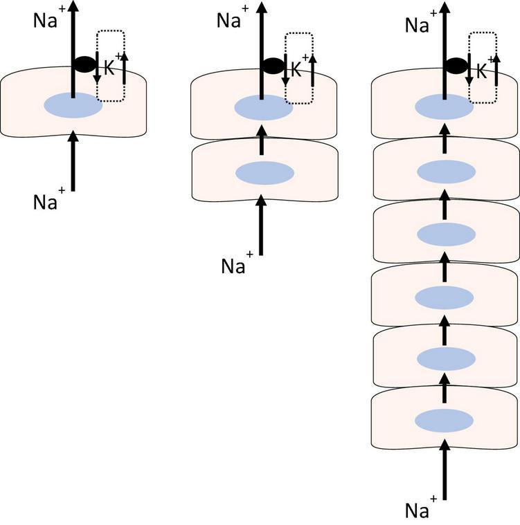 https://cdn.ncbi.nlm.nih.gov/pmc/blobs/5e2f/8841554/8d928378e3d9/fphys-12-834916-g001.jpg