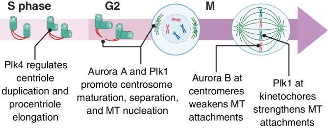 https://cdn.ncbi.nlm.nih.gov/pmc/blobs/5e33/7898546/429955ff5c2f/CM-77-558-g001.jpg