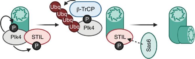 https://cdn.ncbi.nlm.nih.gov/pmc/blobs/5e33/7898546/808db6dca6a4/CM-77-558-g002.jpg