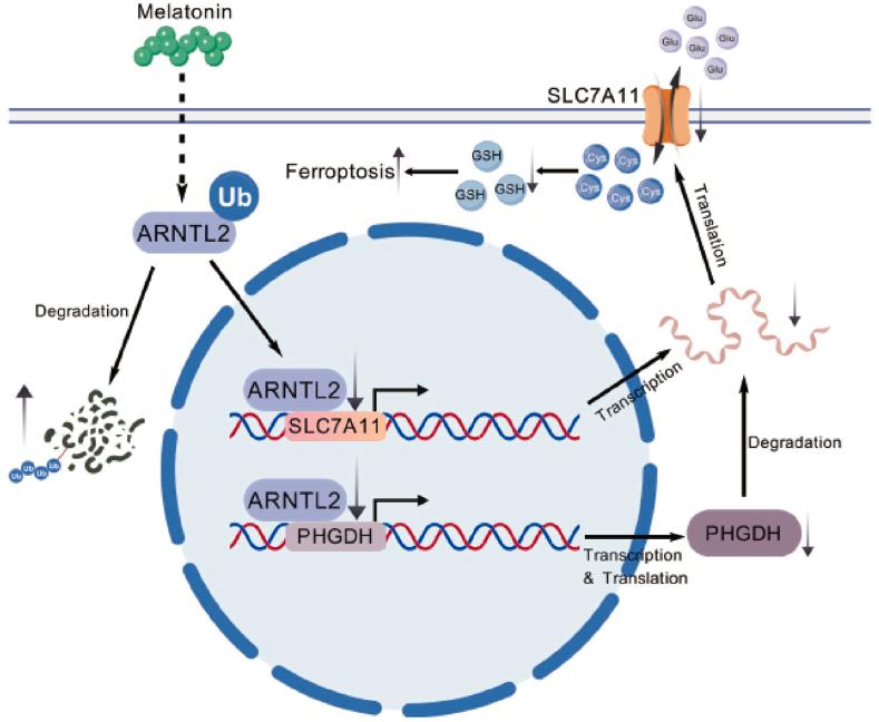 https://cdn.ncbi.nlm.nih.gov/pmc/blobs/5e35/12341712/45365d846c2d/gr8.jpg