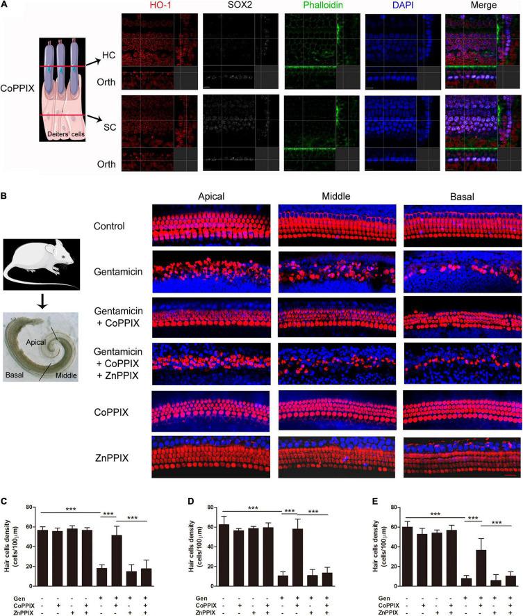 https://cdn.ncbi.nlm.nih.gov/pmc/blobs/5e36/9043494/62432b8d1ffd/fncel-16-783346-g004.jpg