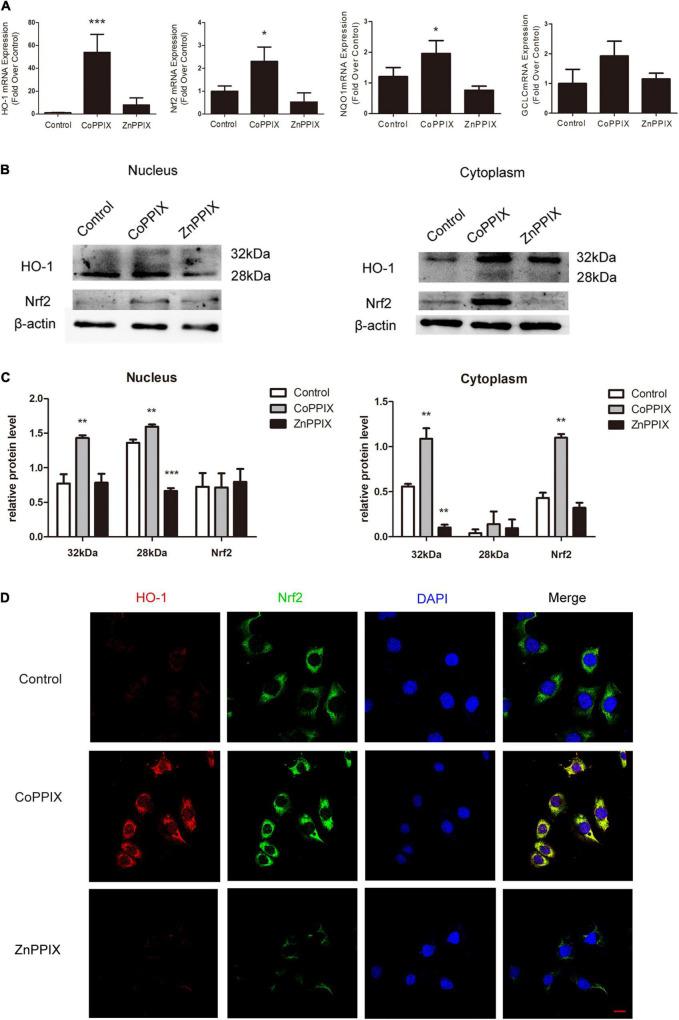 https://cdn.ncbi.nlm.nih.gov/pmc/blobs/5e36/9043494/d8d72034df6b/fncel-16-783346-g007.jpg