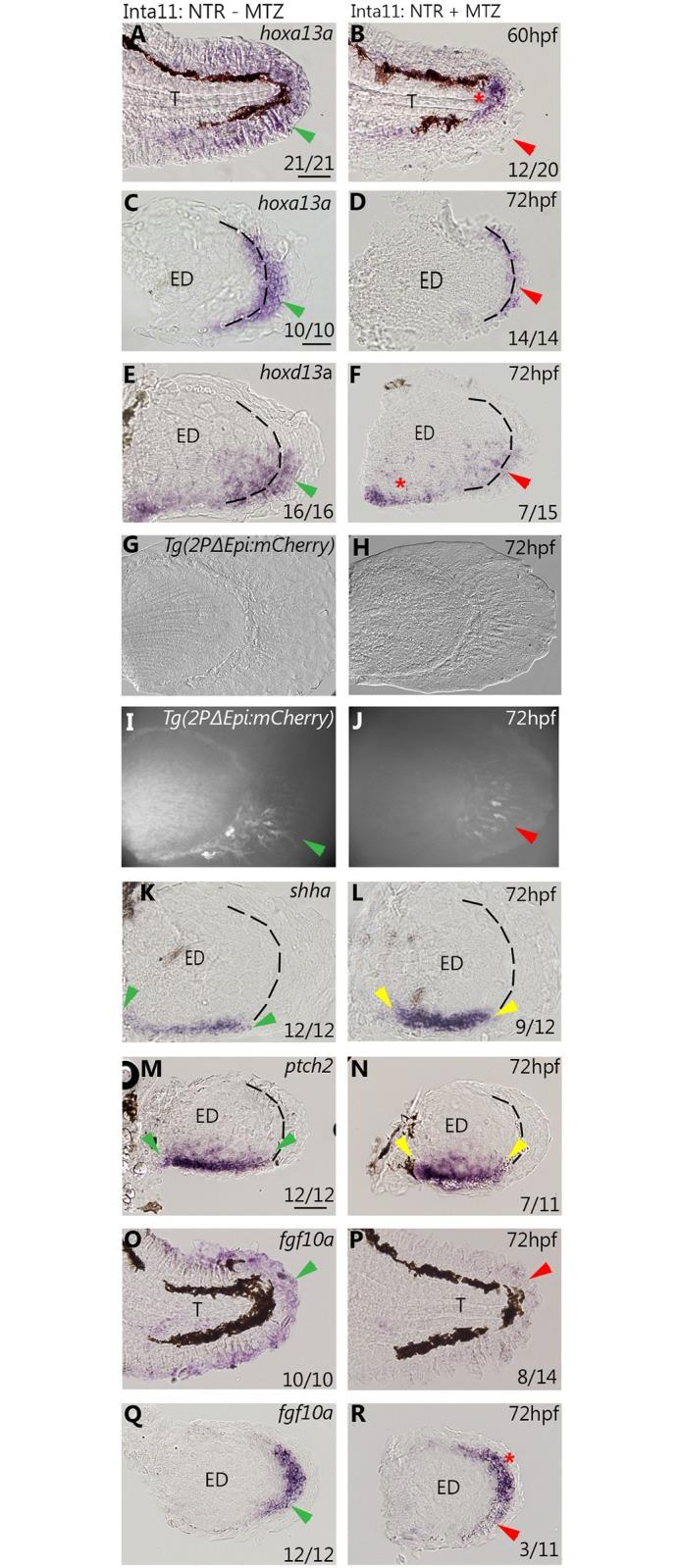 https://cdn.ncbi.nlm.nih.gov/pmc/blobs/5e39/5805328/c9ab059a59d0/pone.0192500.g007.jpg