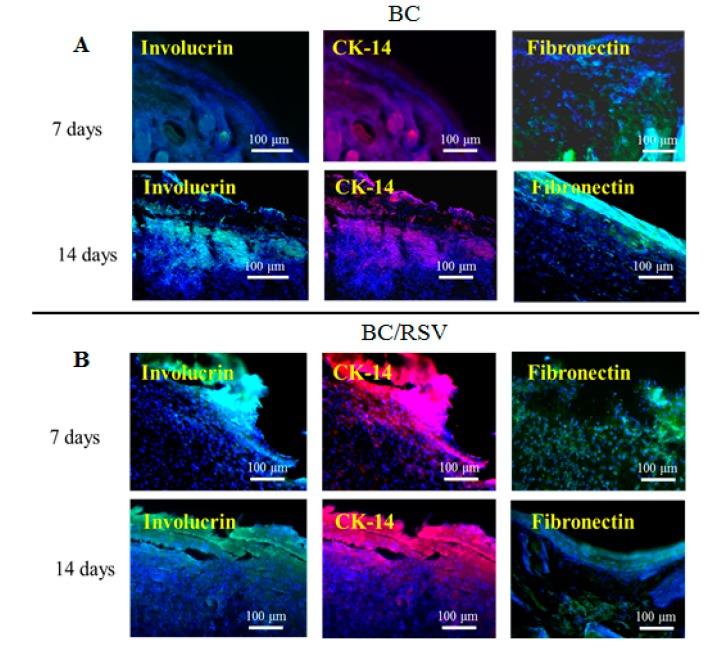 https://cdn.ncbi.nlm.nih.gov/pmc/blobs/5e3c/6632064/3ee127de60e9/polymers-11-01048-g010.jpg