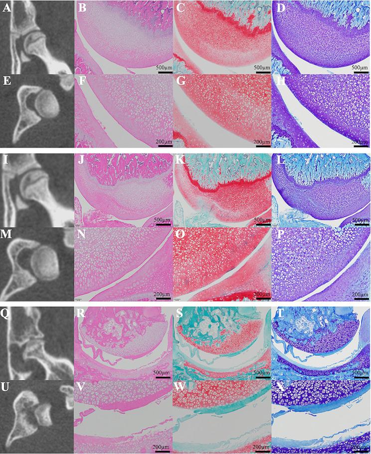 https://cdn.ncbi.nlm.nih.gov/pmc/blobs/5e3e/11181635/80707fdbfb36/13018_2024_4847_Fig1_HTML.jpg