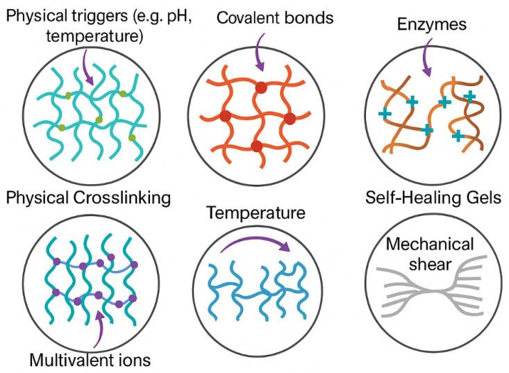 https://cdn.ncbi.nlm.nih.gov/pmc/blobs/5e41/12192118/77f5c604eda3/gels-11-00383-g004.jpg