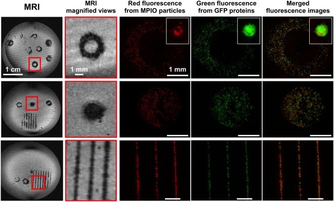 https://cdn.ncbi.nlm.nih.gov/pmc/blobs/5e47/6202323/66914183e12d/41598_2018_34226_Fig3_HTML.jpg