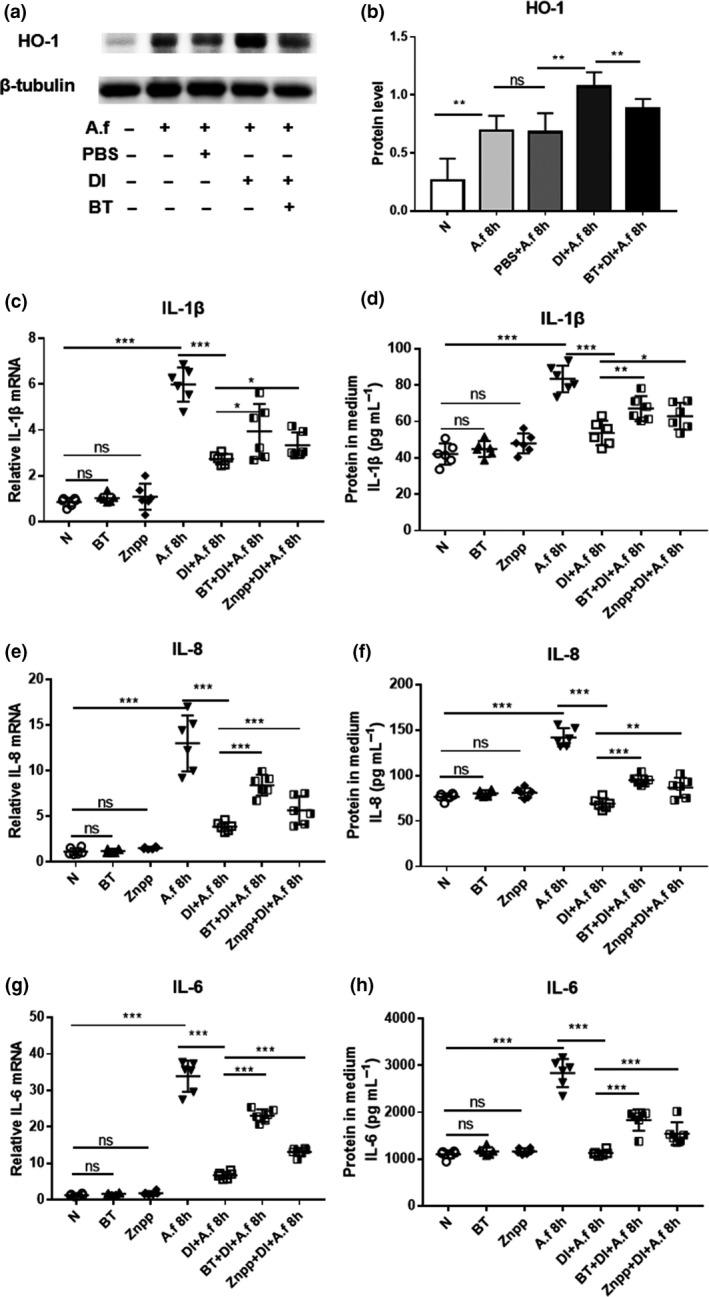 https://cdn.ncbi.nlm.nih.gov/pmc/blobs/5e4d/7065235/c2a921b55e9f/IMCB-98-229-g005.jpg