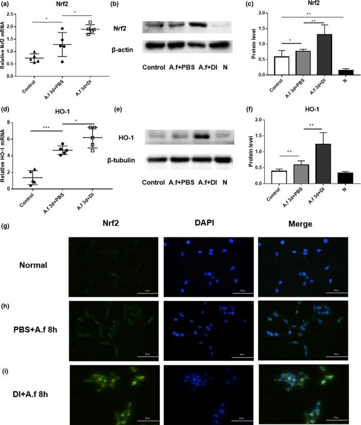 https://cdn.ncbi.nlm.nih.gov/pmc/blobs/5e4d/7065235/f817293dea1f/IMCB-98-229-g004.jpg