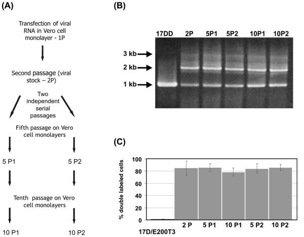 https://cdn.ncbi.nlm.nih.gov/pmc/blobs/5e51/2173888/9c5719216b4b/1743-422X-4-115-6.jpg