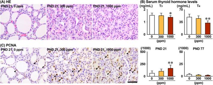 https://cdn.ncbi.nlm.nih.gov/pmc/blobs/5e53/11628657/b5feb12e6448/TOX-40-30-g010.jpg