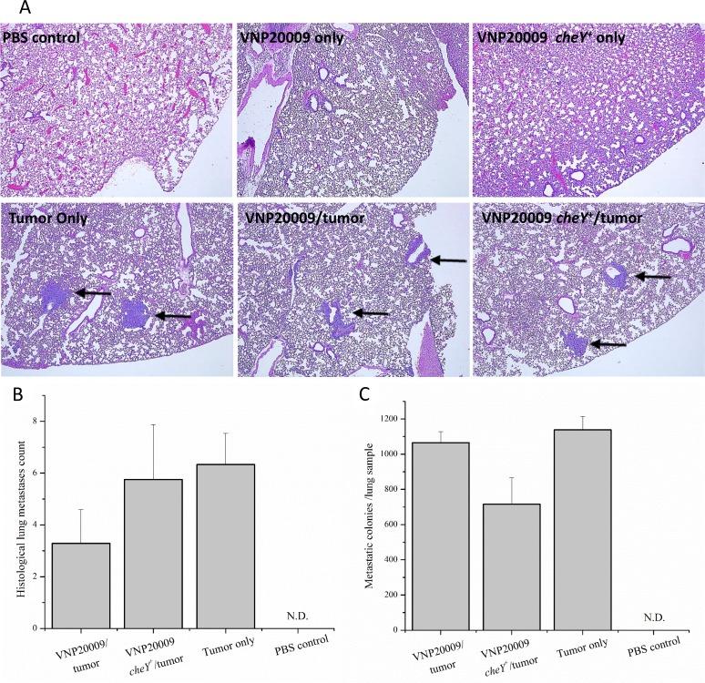 https://cdn.ncbi.nlm.nih.gov/pmc/blobs/5e54/5464893/7fa788c3f0cb/oncotarget-08-33601-g003.jpg
