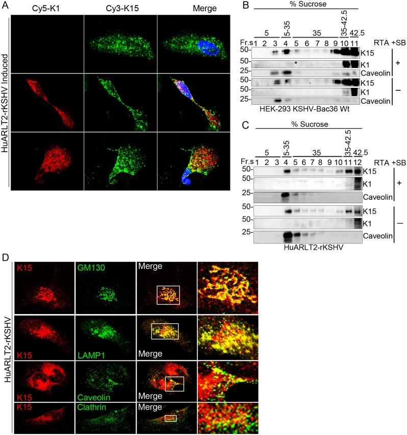 https://cdn.ncbi.nlm.nih.gov/pmc/blobs/5e56/5627962/7a19484ce4ca/ppat.1006639.g004.jpg
