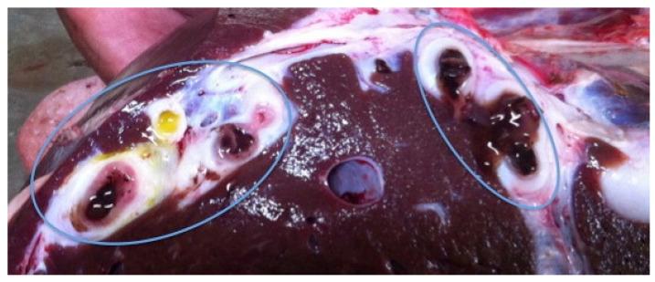 https://cdn.ncbi.nlm.nih.gov/pmc/blobs/5e57/9866054/981661e38ea3/pathogens-12-00075-g002.jpg