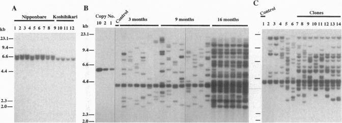 https://cdn.ncbi.nlm.nih.gov/pmc/blobs/5e59/38825/f2bccff06b9c/pnas01519-0370-b.jpg