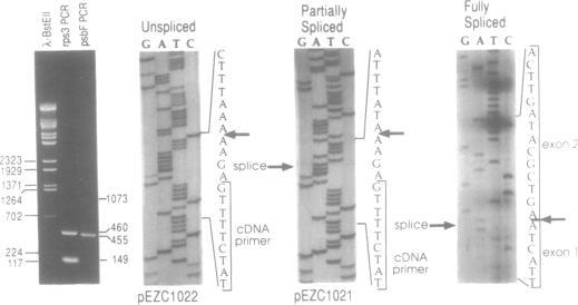 https://cdn.ncbi.nlm.nih.gov/pmc/blobs/5e5e/329205/c6af1501120e/nar00103-0136-a.jpg