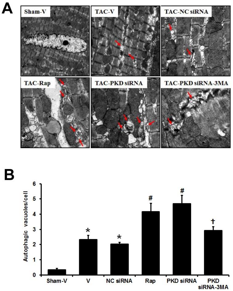 https://cdn.ncbi.nlm.nih.gov/pmc/blobs/5e5e/5370435/cd6e88c32d20/ijbsv13p0276g005.jpg