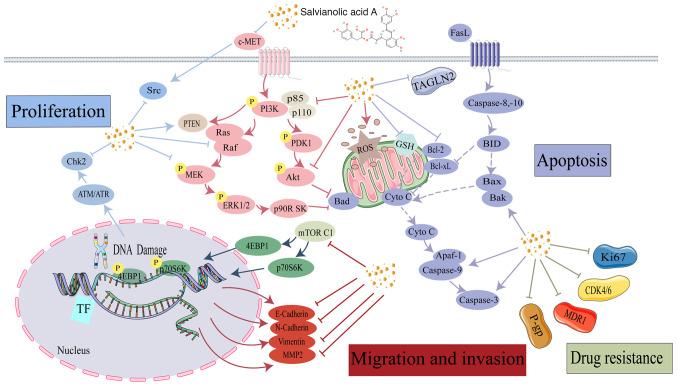 https://cdn.ncbi.nlm.nih.gov/pmc/blobs/5e61/12056544/6b5d3864e185/mmr-32-01-13541-g02.jpg