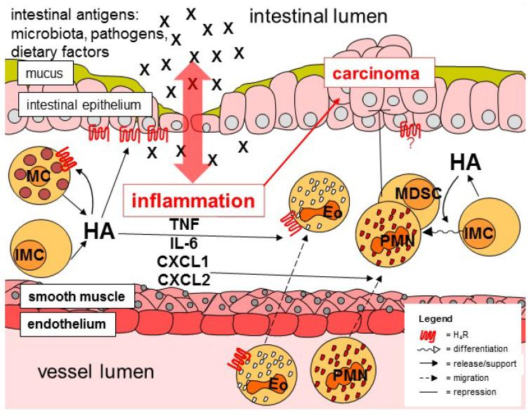 https://cdn.ncbi.nlm.nih.gov/pmc/blobs/5e63/8200986/cff1895a7ffd/ijms-22-06116-g001.jpg
