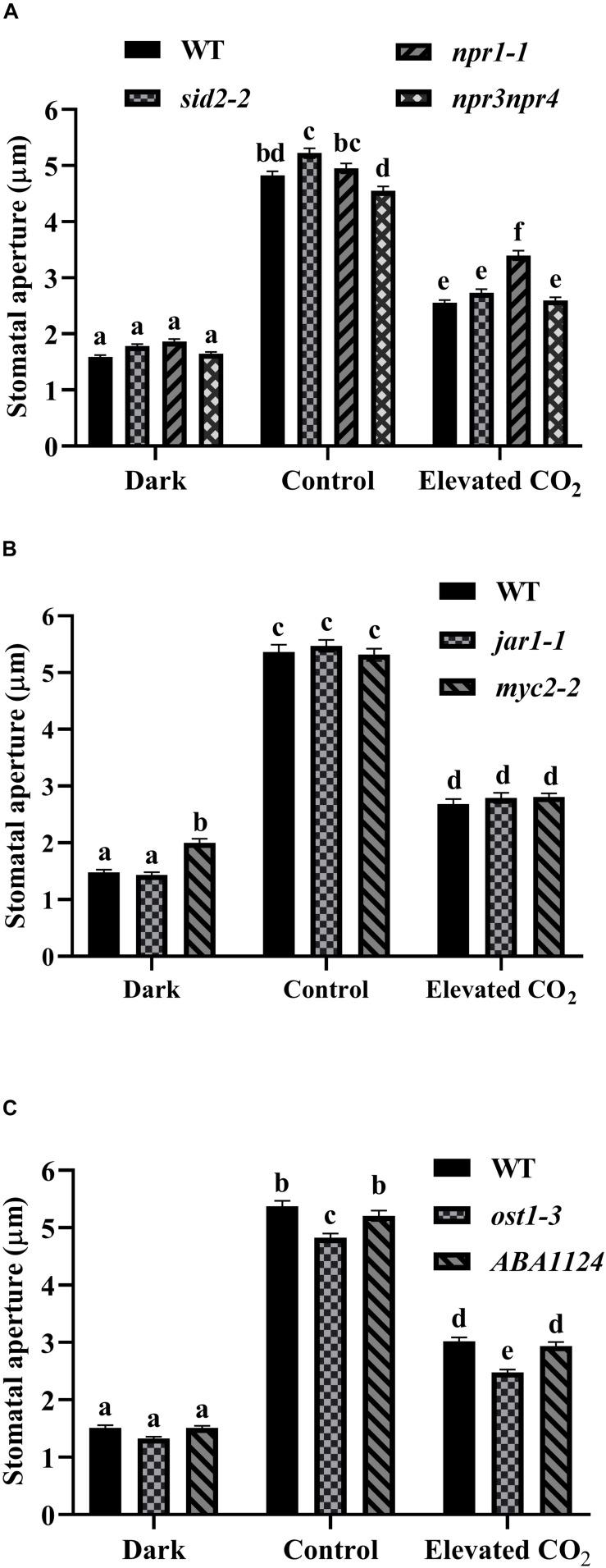 https://cdn.ncbi.nlm.nih.gov/pmc/blobs/5e65/7225777/662c64c5955d/fpls-11-00542-g004.jpg