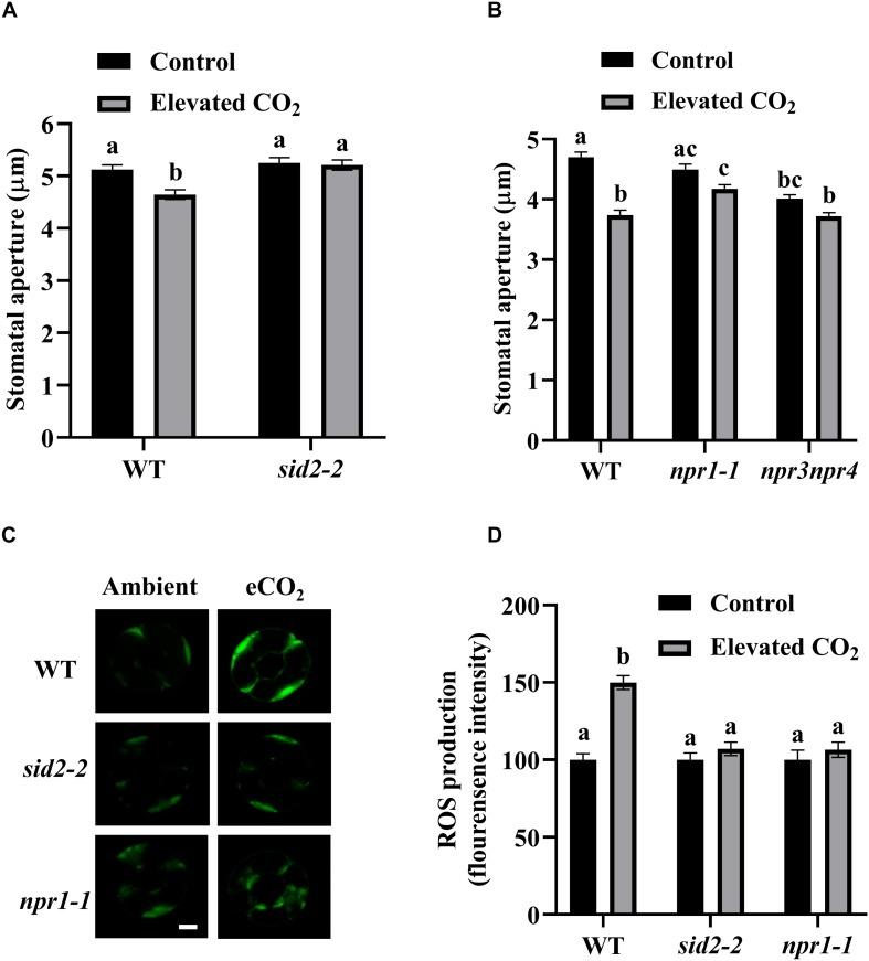 https://cdn.ncbi.nlm.nih.gov/pmc/blobs/5e65/7225777/8b2e72cca51b/fpls-11-00542-g003.jpg