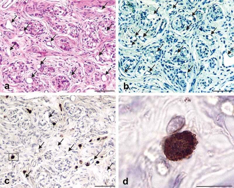 https://cdn.ncbi.nlm.nih.gov/pmc/blobs/5e6a/10038025/fa54ecf91228/KPRN_A_2193128_F0001_OC.jpg