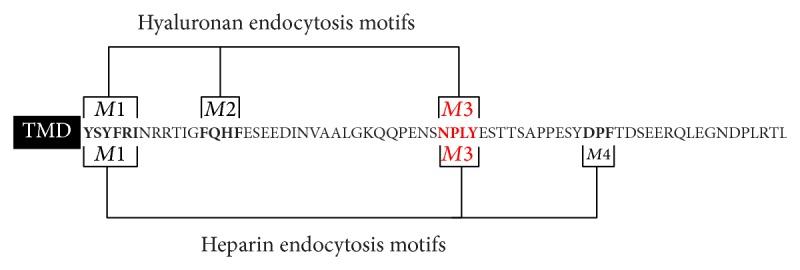 https://cdn.ncbi.nlm.nih.gov/pmc/blobs/5e6c/4390207/73ce79467154/IJCB2015-524707.007.jpg